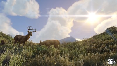 Deer grazing in a field