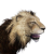 "Lion" icon