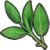 "Sage" icon