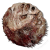 "Skinstealer Shield" icon