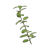 "Marjoram" icon