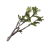 "Mellow Oak" icon