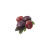 "Cranberry" icon