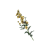 "Sunbloom" icon
