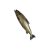 "Aged Shorefish" icon