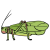 "Giant Coconut Locust" icon