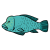 "Napoleon Fish" icon