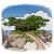 "Banyan" icon