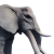 "Elephant" icon
