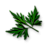 "Fool's parsley leaves" icon