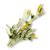 "Yellow Sweet Clover" icon
