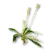 "Ribwort Plantain" icon
