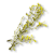 "St. John's Wort" icon