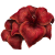 "Sanguine Amaryllis" icon