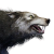 "Wolf" icon