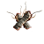 "Venomous Armguard" icon