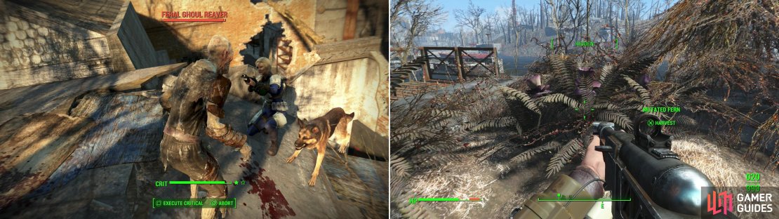 In the swampy ruins of Forest Grove Marsh, many Feral Ghouls prowl, waiting to feast on unwary intruders (left). Be sure to pick a Mutated Fern while you&rsquo;re here, as it&rsquo;ll come in handy later (right).