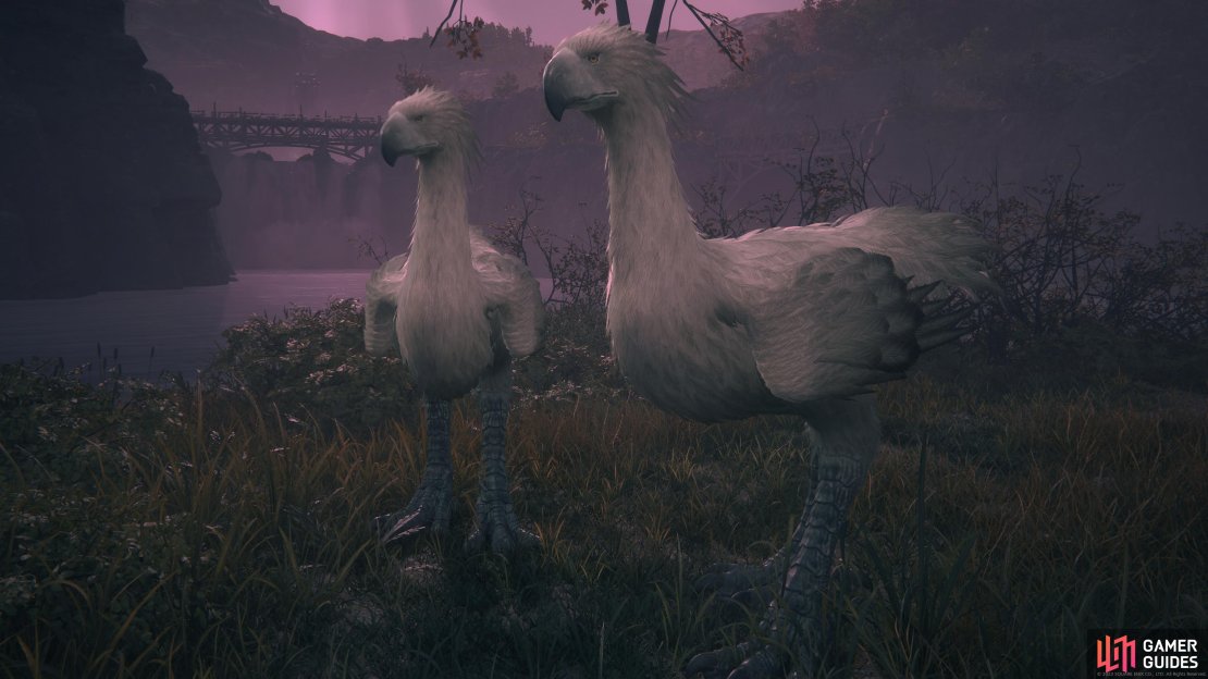 Two rare silver !Chocobos near !Martha&rsquo;s Rest.