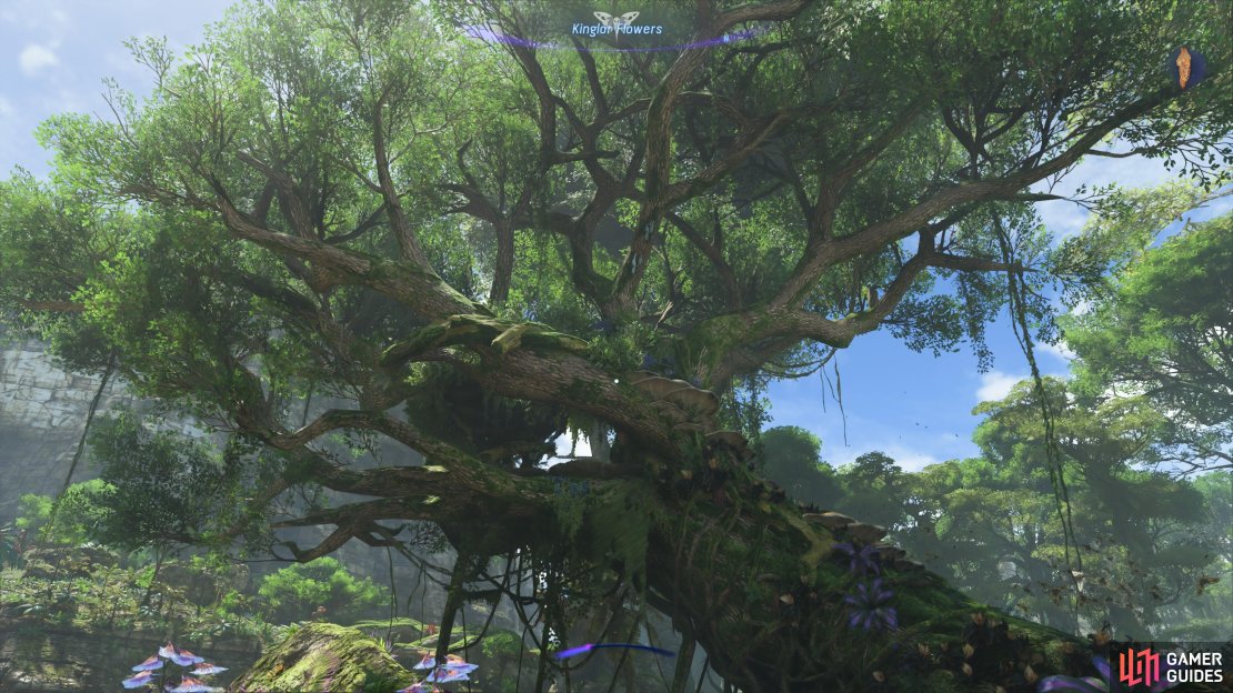 The Kinglor Nesting Tree is pretty large and easy to find.