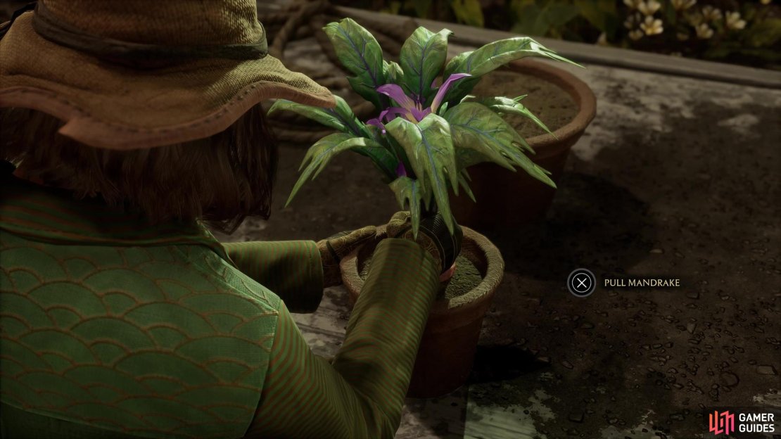 Pull the Mandrake from its old pot by pressing X/A
