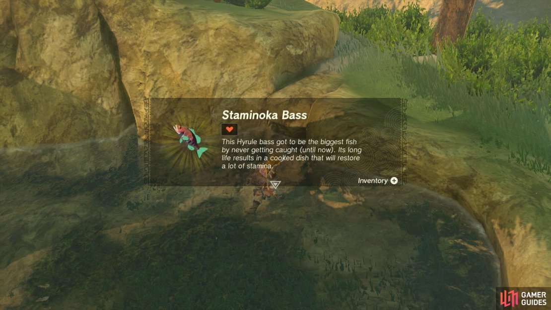 You can find Staminoka Bass in the pond on the island next to Rito Village.