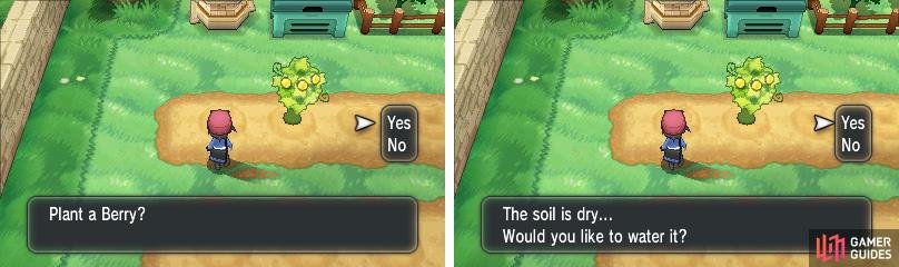Plant, water, then wait&hellip; and profit!