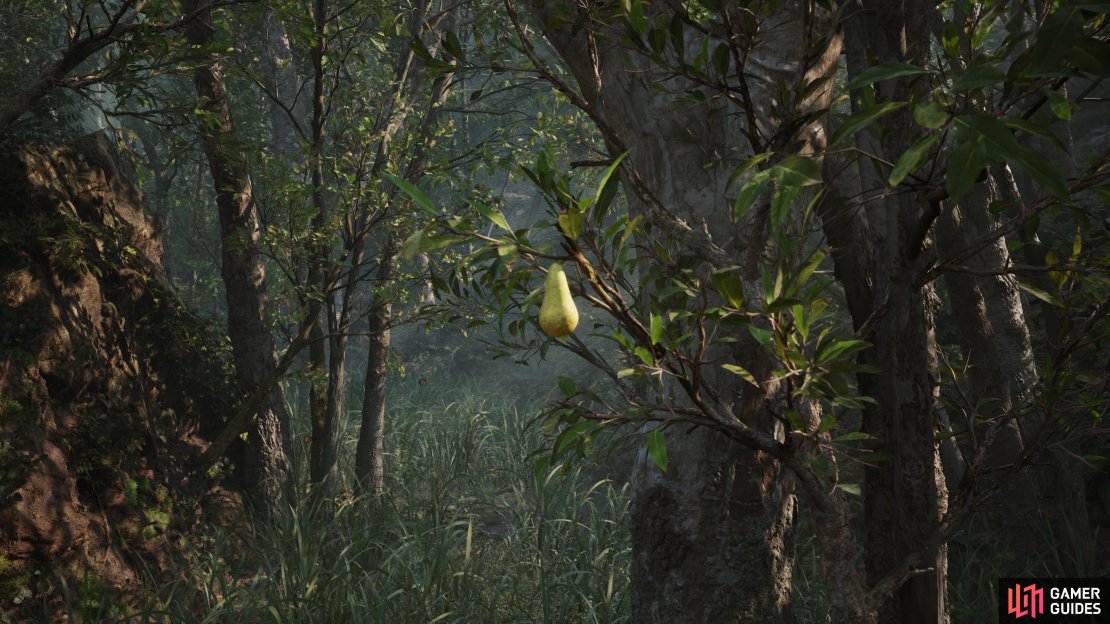After exiting the swamp, look up at the tree in the little clearing to find some Golova fruits.