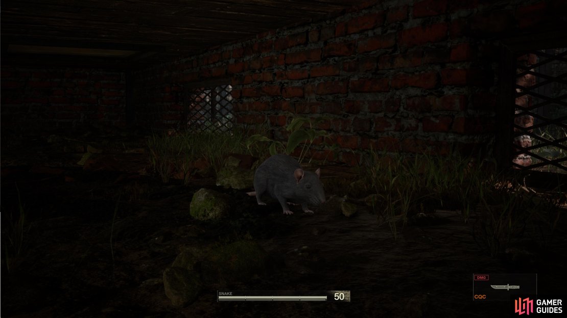 You can find some Rats underneath the building where Sokolov was in Rassvet.