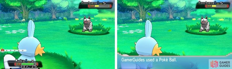 Weaken the wild Pok&eacute;mon first before throwing anything its way.