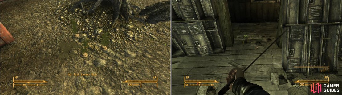 You can find some Xander Roots outside of the Goodsprings Schoolhouse (left). The schoolhouse will make a fine place to stash loot&hellip; if you can clear out the Giant Mantises who are infesting the interior (right).