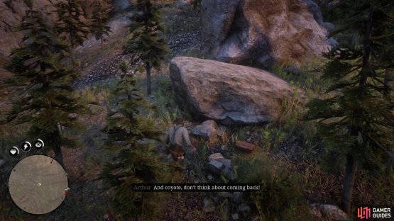 The coyote will drop the bag by a large rock