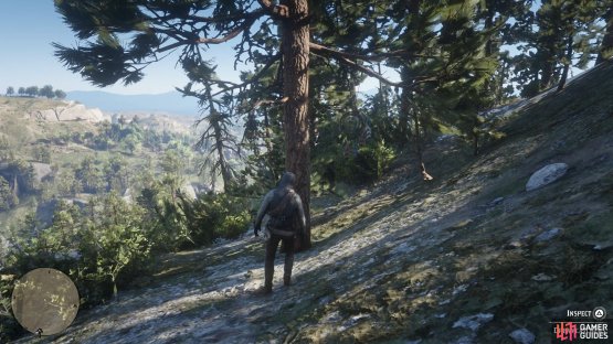 the tree sits on the side of the path to the west.