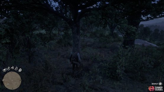 you&rsquo;ll find a group of trees with the Dreamcatcher.