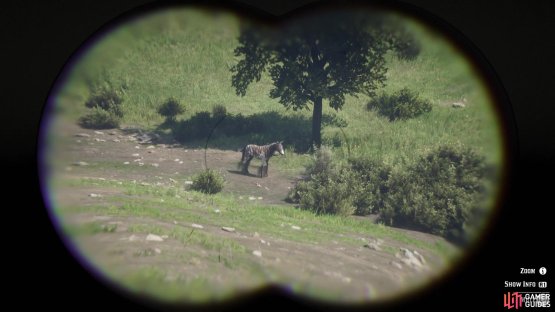You can see the true nature of the zebra by studying it