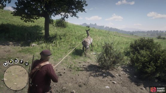 Lassoing the zebra will help in calming it down