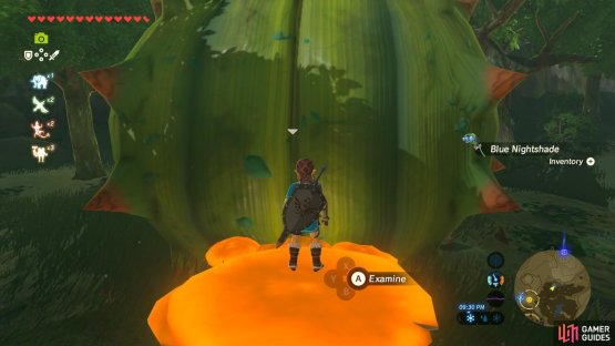Pay up the rupees and the fairy shall appear