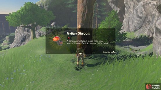 The Hylian Shroom is a basic and common item that if cooked can restore even more hearts.