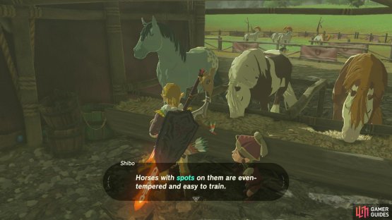 Spotted horses are easier to train