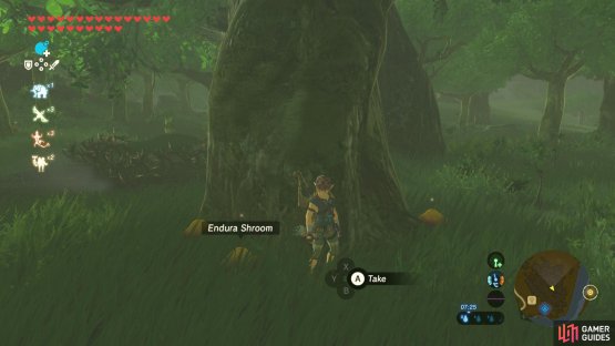 Then search the base of the trees in the nearby woods.