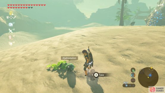 These melons can be found growing on the ground.