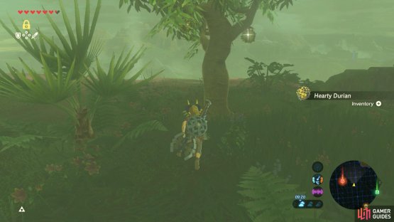 The ledge next to Faron Tower has lots of durian trees.