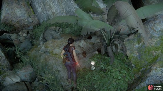 The treasure is among the greenery