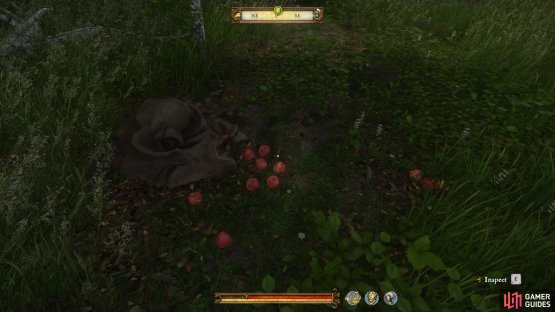 The apples are easy to spot among the foliage so long as you keep looking at the ground as you walk.