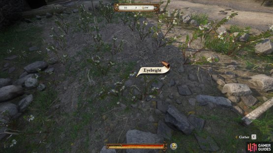 Hover over the plants to determine what they are.