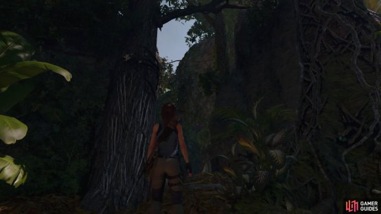 Scramble up the tree