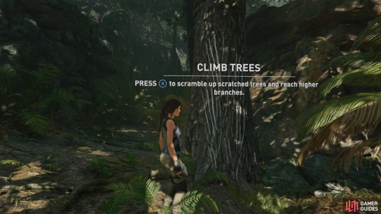 Look for long scratch marks on tree trunks