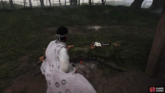 Examine the Mushrooms outside