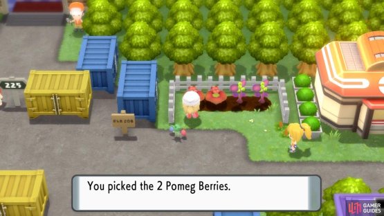 Pick the berries