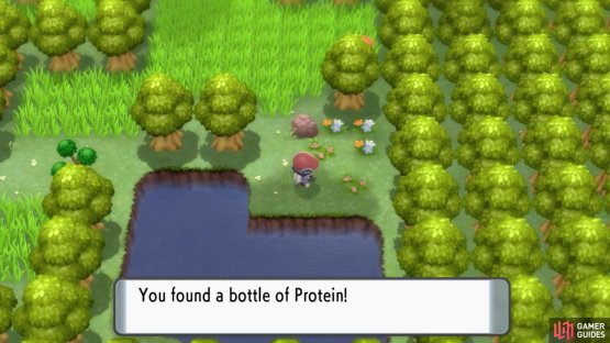 Protein.
