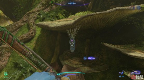The Kinglor nest is found at the very top of the tree.